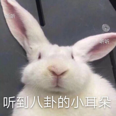 表情包 可爱