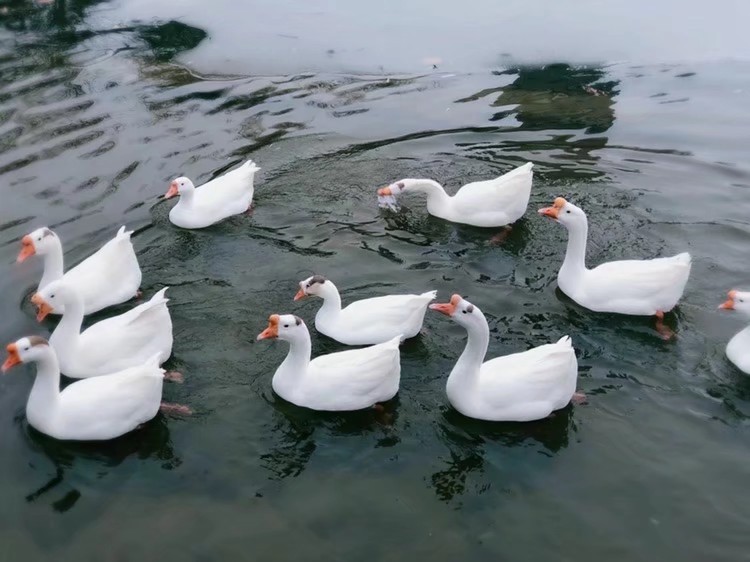 一中的大鹅