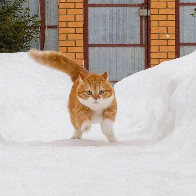 橘猫飞飞～