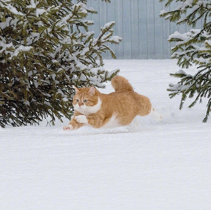 橘猫飞飞～