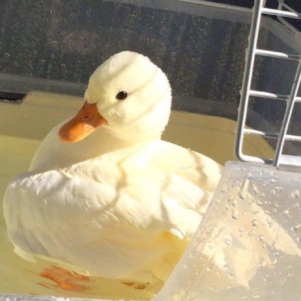 希望接下来的你更加幸运鸭～
萌宠图片