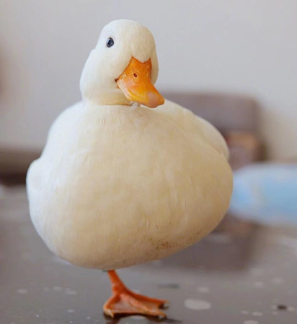 希望接下来的你更加幸运鸭～
萌宠图片