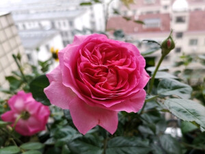 伯纳蒂特拉方特