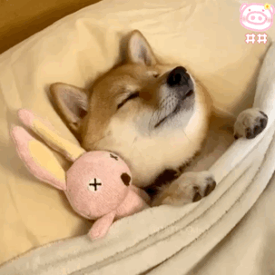 可爱狗狗表情包动图 可爱柴柴表情包动图 再熬夜我就是狗 晚安