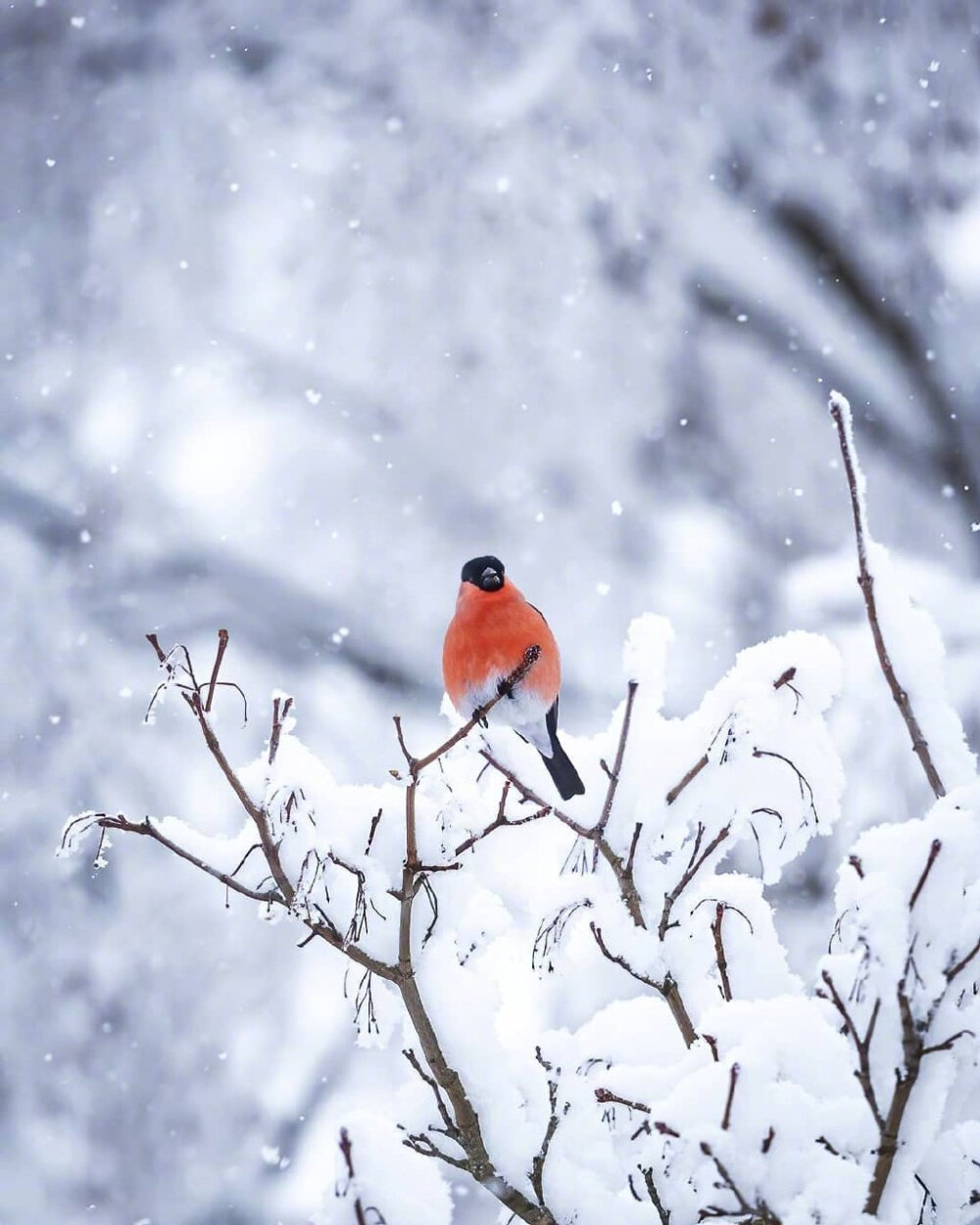  雪景壁纸
