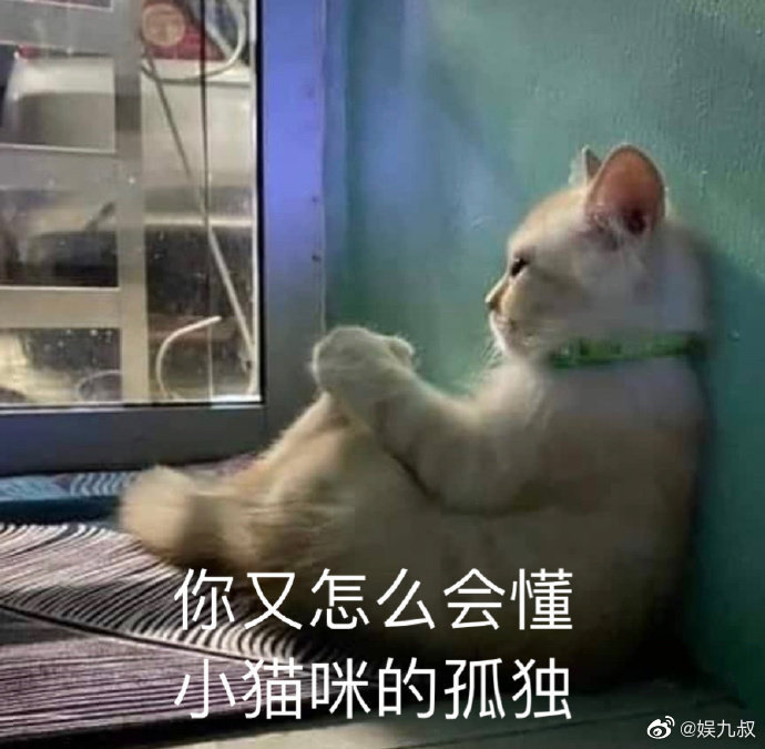 猫咪表情包