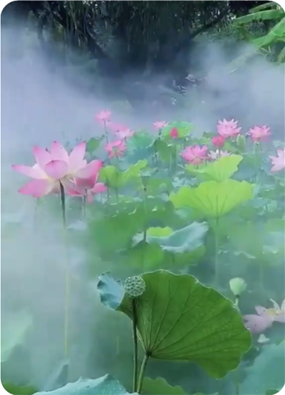 時光如水流，日子如過隙，寧靜棲息於心魂，步步生蓮，寸寸生香；平凡即至雅，沉默即享受。無論在喧囂紅塵，還是處寂靜山林，只要觀物不動，處處都可以成為修行道場。
克制欲望，摒除紛擾，不是悲觀，不是逃避，只為…