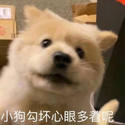 亲爱的小狗