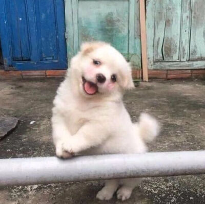 可可爱爱(⑉°з°)-♡