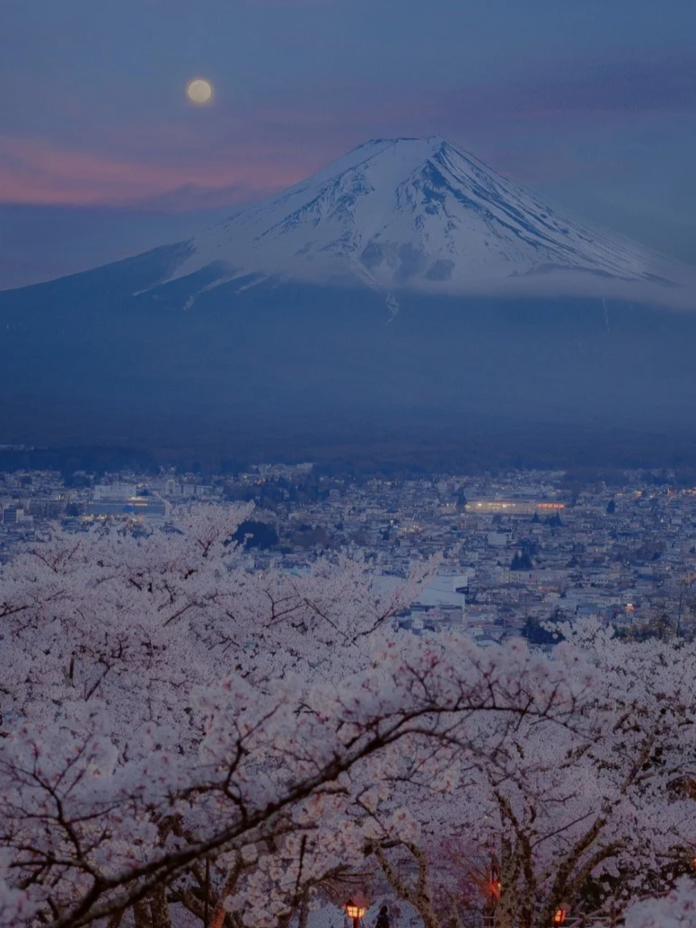 樱花