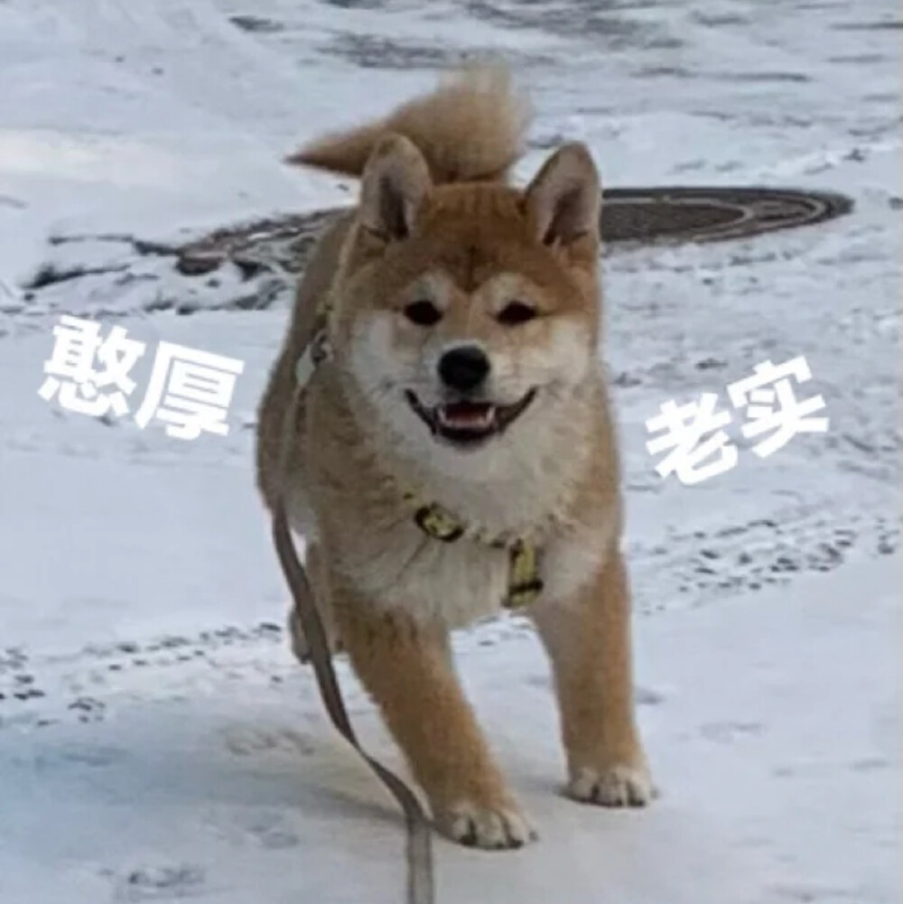 柴犬