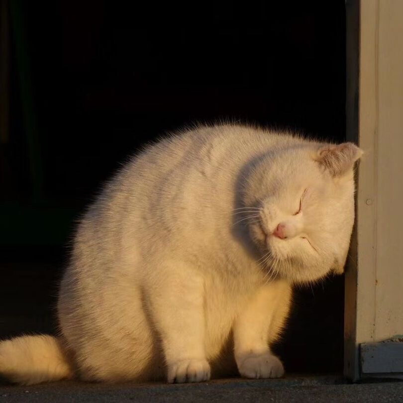 猫猫狗勾
dt柠檬养乐多a