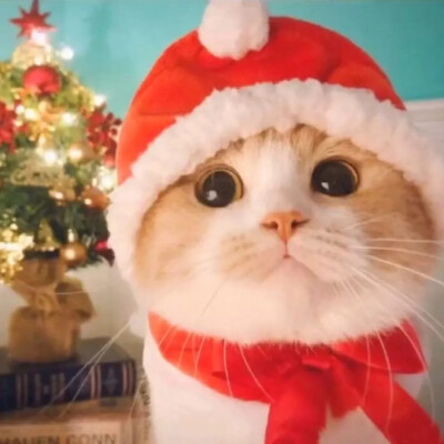 猫咪情侣头像 圣诞情侣头像