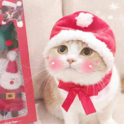 猫咪情侣头像
圣诞情侣头像
