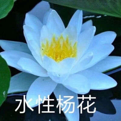 老年人头像