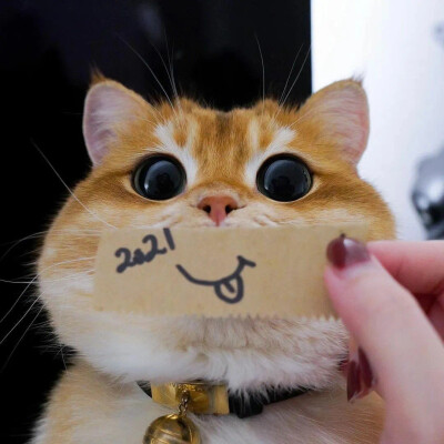 头像 猫猫