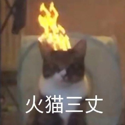 猫表情包