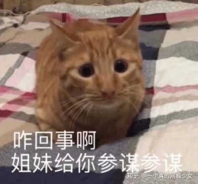 猫猫