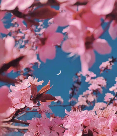 花的摄影