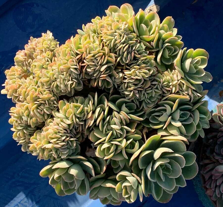 碧桃 缀化老桩