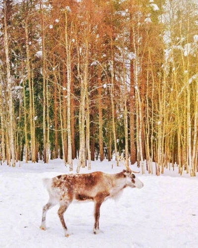  雪景壁纸
