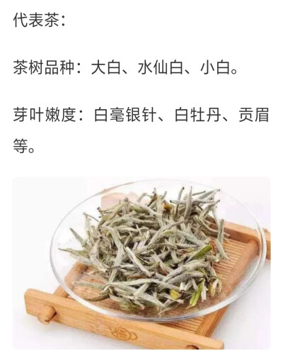 茶