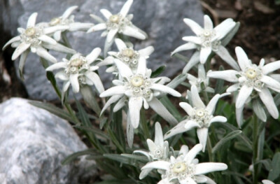 雪绒花