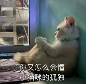 你又怎么会懂小猫咪的孤独