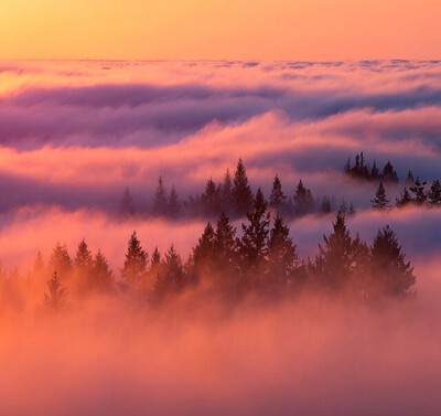 壁纸 背景图 头像 森林 雾
cr：摄影师：Michael Shainblum