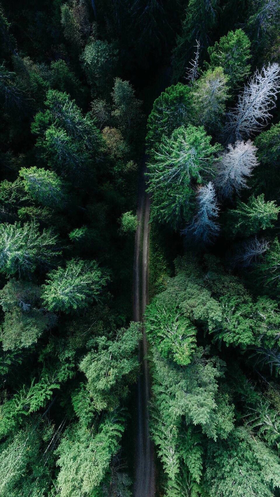 壁纸 背景图 头像 绿色 植物