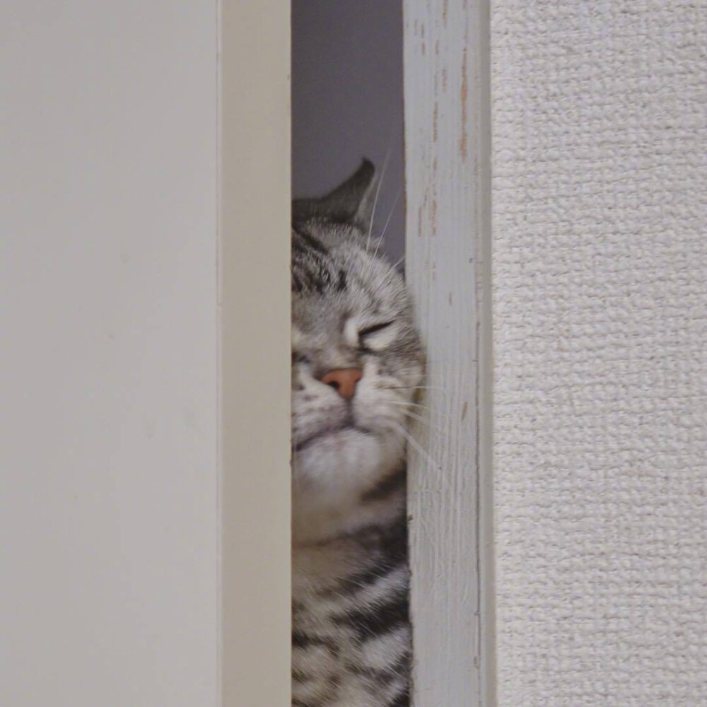 猫咪头像