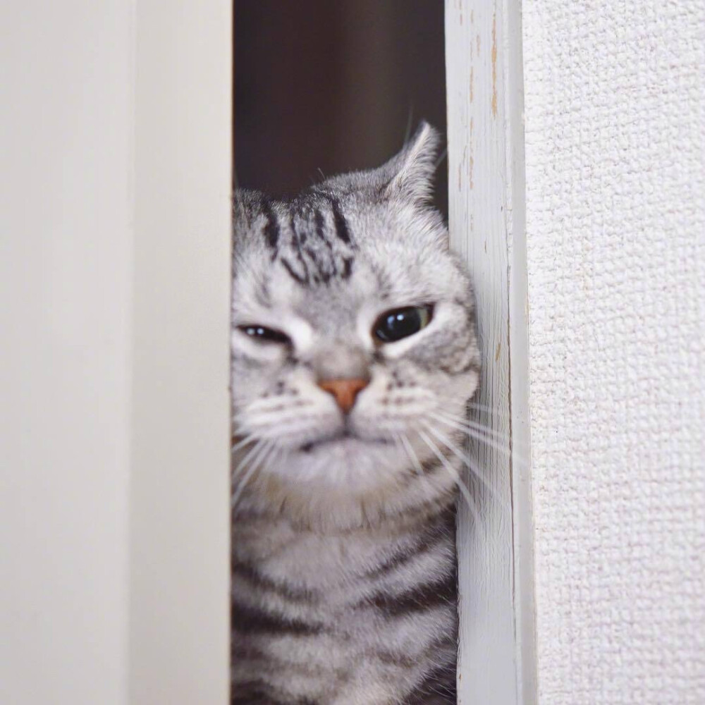 猫咪头像
