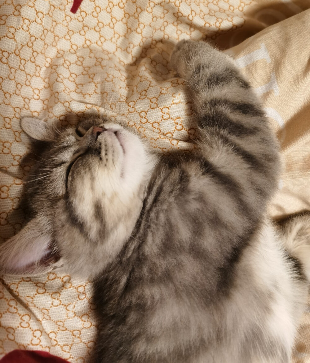 屁哥的麒麟臂时刻。
睡觉觉也要搭爪爪
2021/1.14