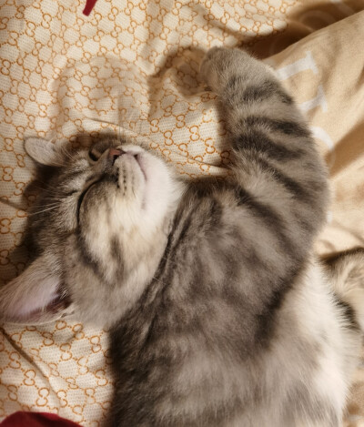 屁哥的麒麟臂时刻。
睡觉觉也要搭爪爪
2021/1.14