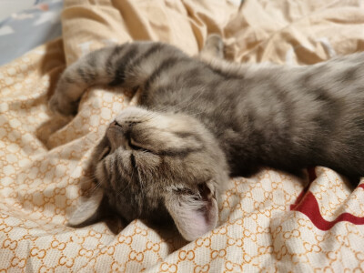 屁哥的麒麟臂时刻。
睡觉觉也要搭爪爪
2021/1.14