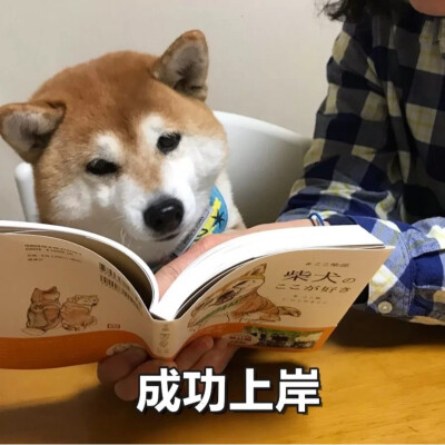 柴犬 表情