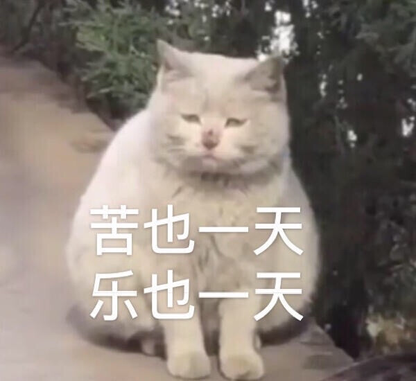 表情包 GIF 不好笑