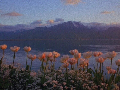 侵权删，花花那么美丽