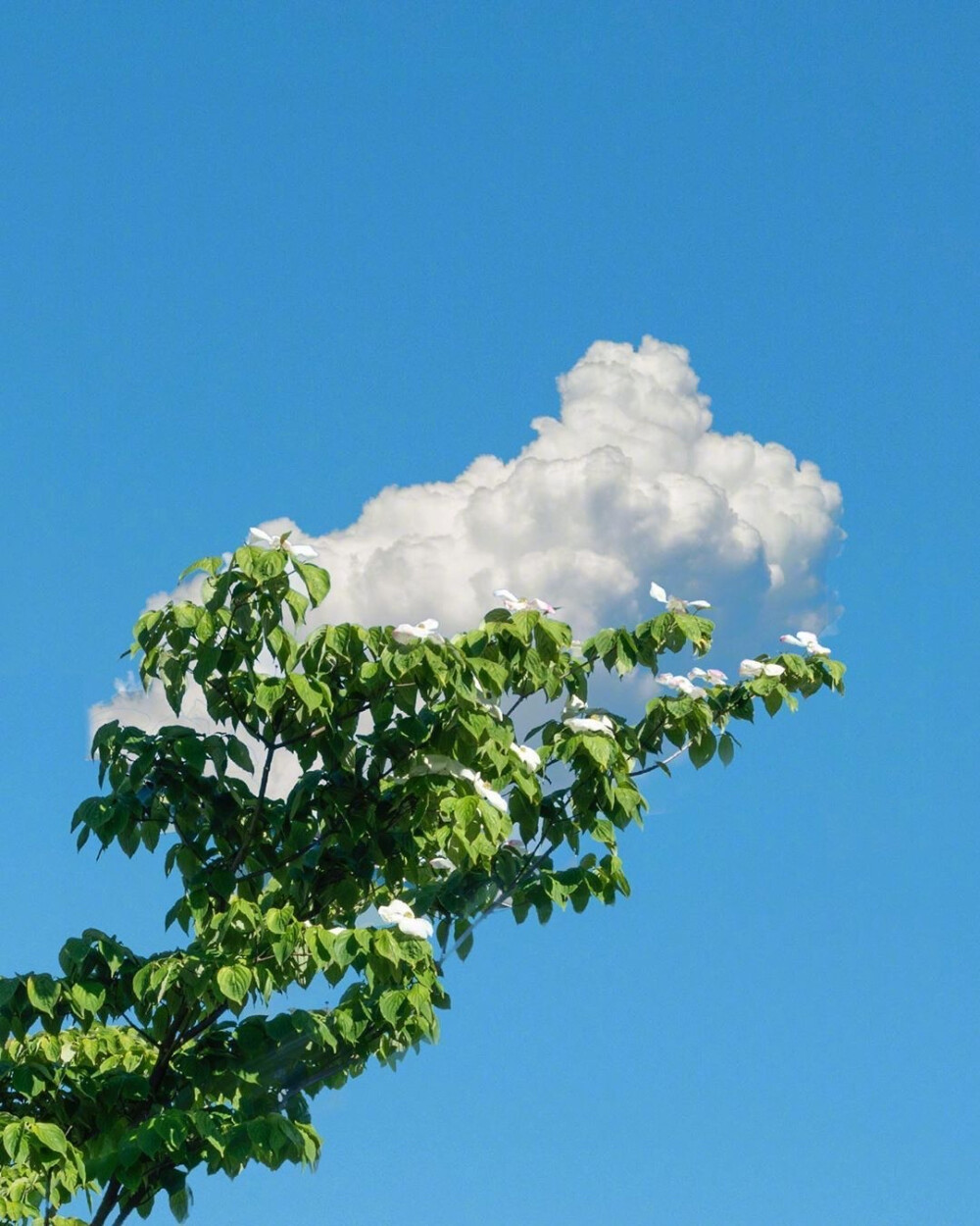 朋友圈背景图/文案ins/摄影人物/文字壁纸/电影截图/风景/