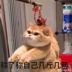 可爱猫咪表情包 萌宠