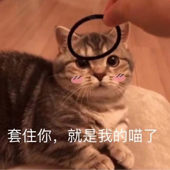 可爱猫咪表情包 萌宠