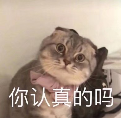 可爱猫咪表情包 萌宠