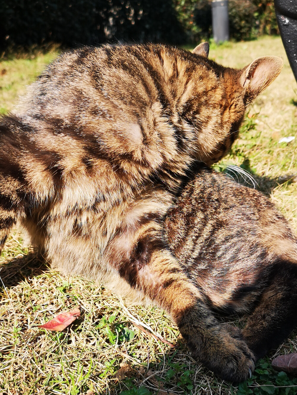 狸花猫，小区里流浪猫中的颜值担当