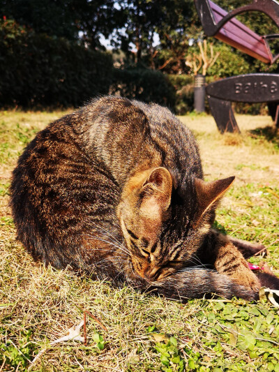 狸花猫，小区里流浪猫中的颜值担当