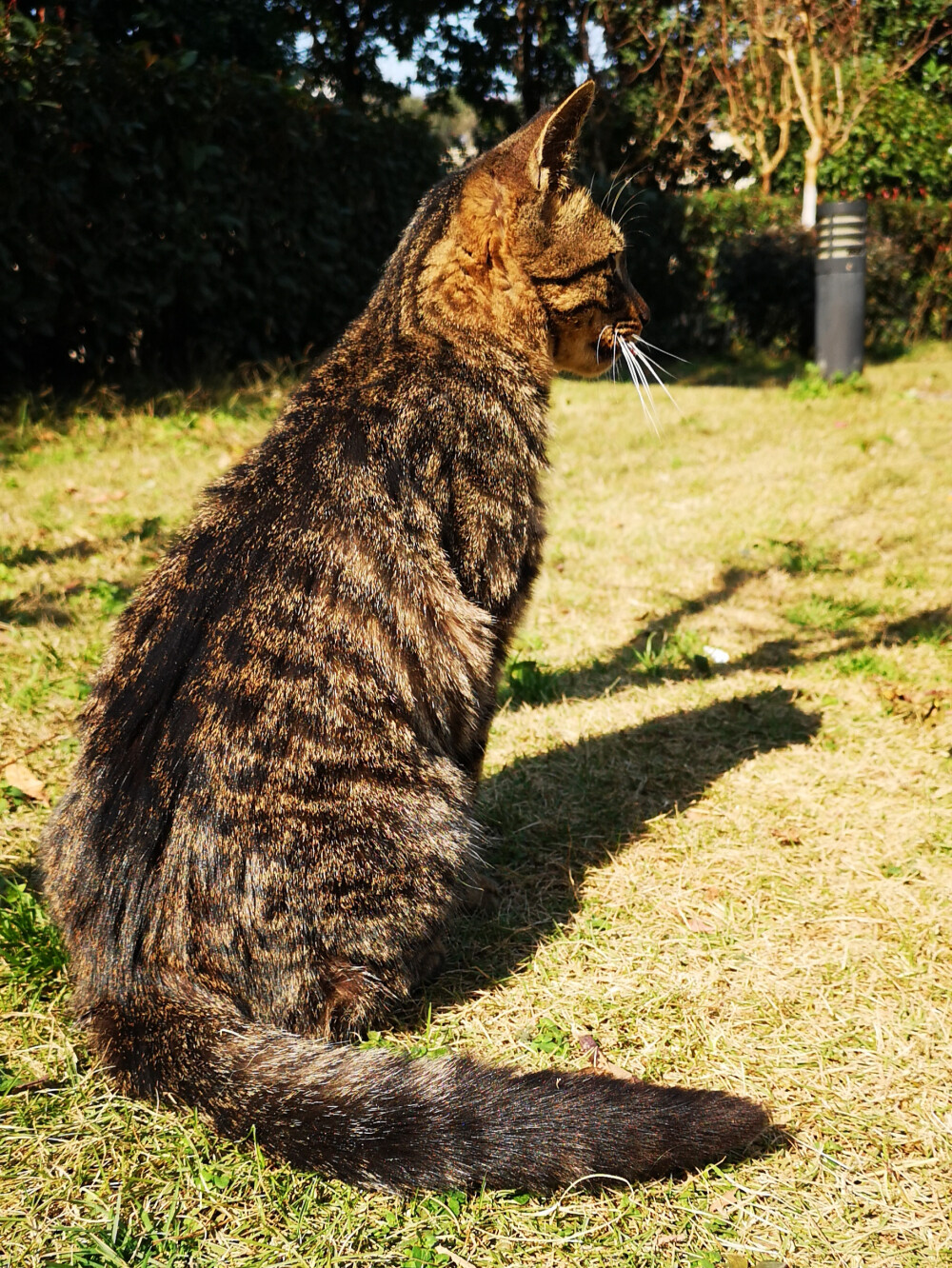 狸花猫，小区里流浪猫中的颜值担当