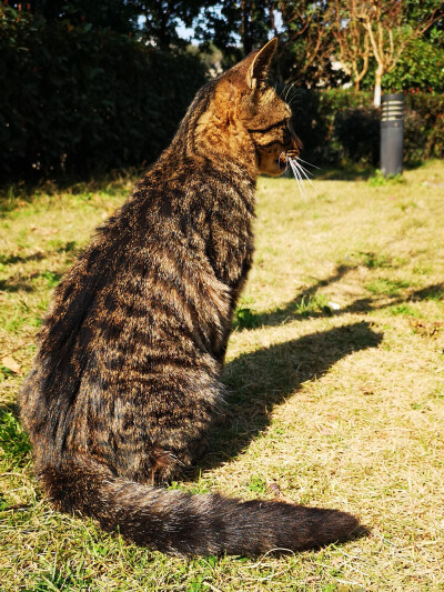 狸花猫，小区里流浪猫中的颜值担当