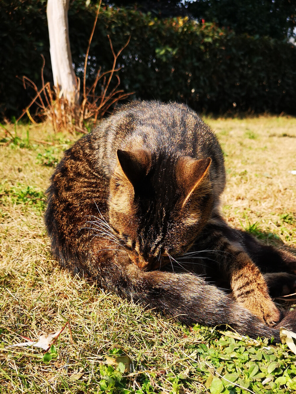 狸花猫，小区里流浪猫中的颜值担当