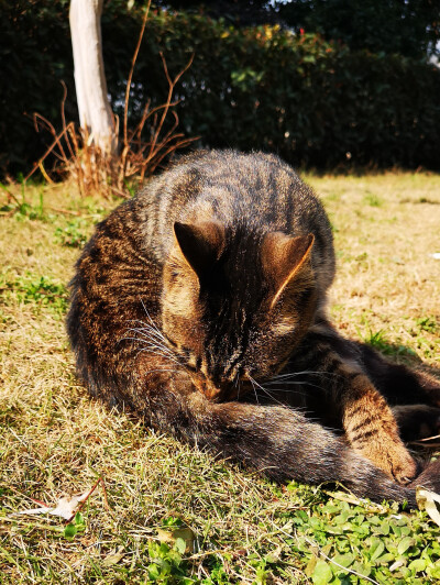 狸花猫，小区里流浪猫中的颜值担当