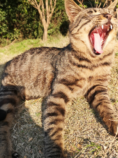 狸花猫，小区里流浪猫中的颜值担当