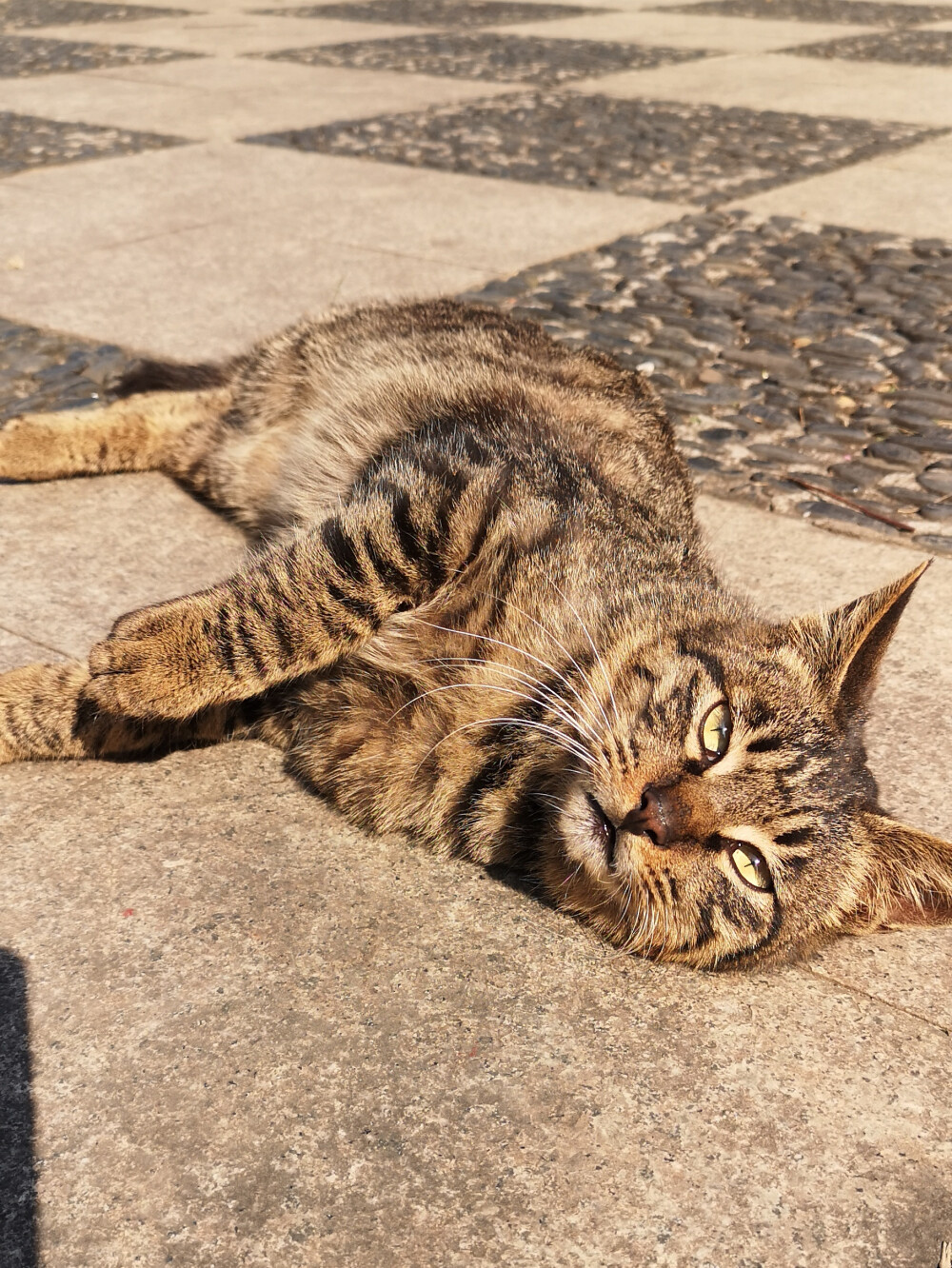 狸花猫，小区里流浪猫中的颜值担当